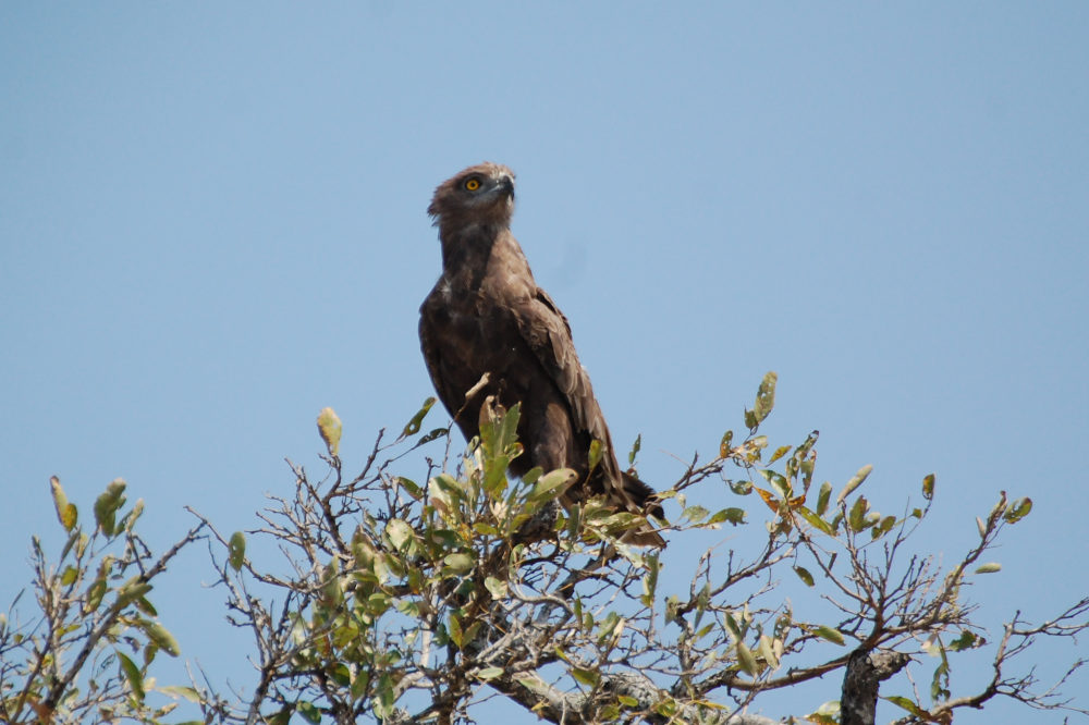 dal Sud Africa: Biancone bruno (Circaetus cinereus)